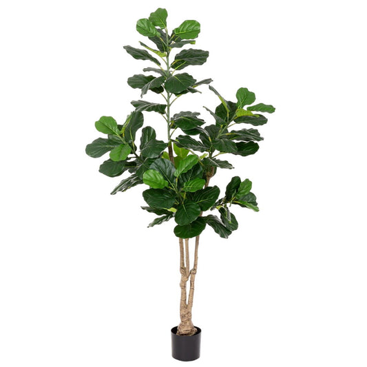 Dekorationspflanze Polyurethan Zement Ficus 175 cm